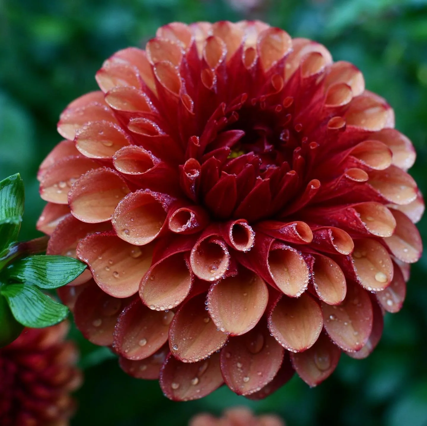 Dahlia Tubers Canada Retail + Bulk re.Planted Flower Farm Deep