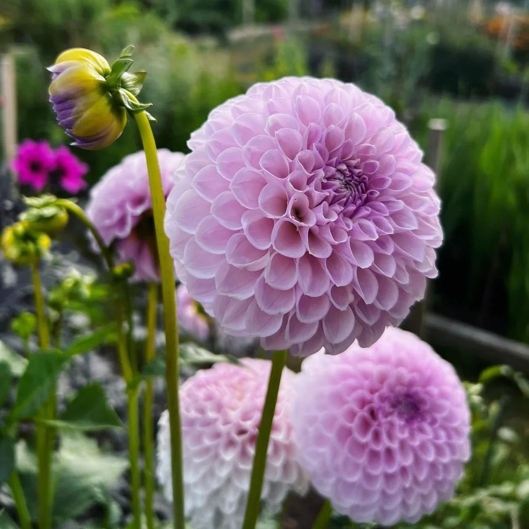Dahlia Tubers Canada Retail + Bulk re.Planted Flower Farm Deep