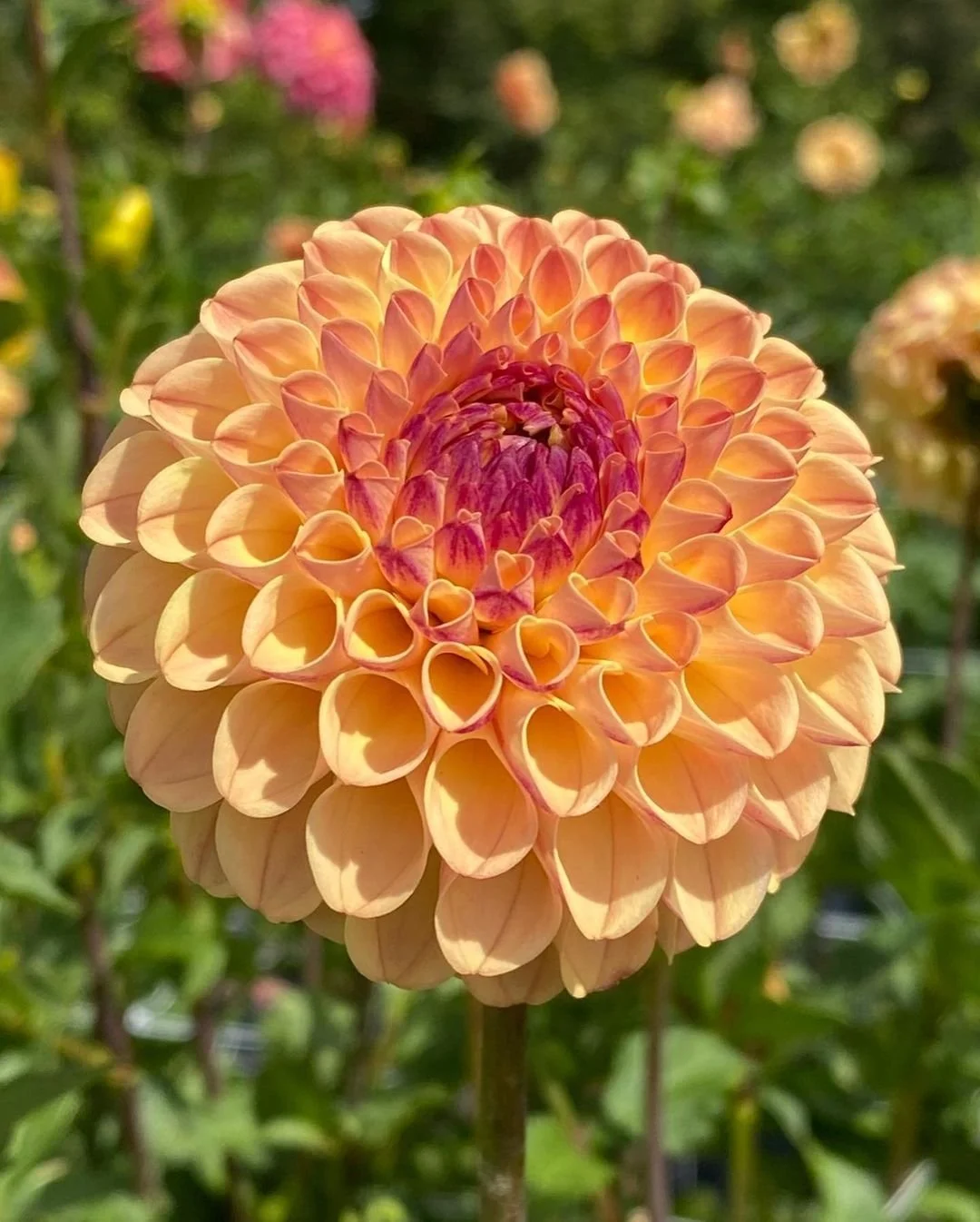 Ferncliff Spice Dahlia Tuber Grown in Ontario, Canada — re.Planted Farm & Flowers