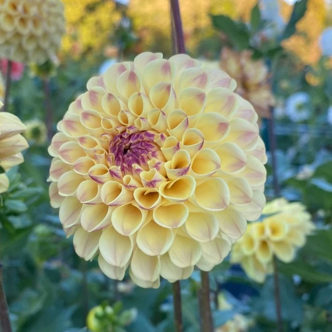 Dahlia Tubers Canada Retail + Bulk re.Planted Flower Farm Deep