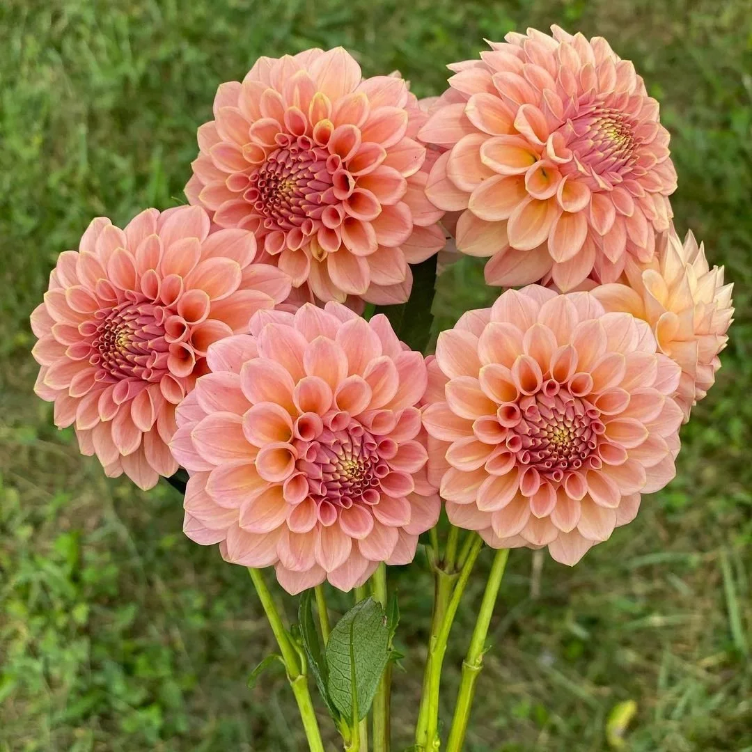 Rock Run Ashley Dahlia Canada | Grown in Ontario — re.Planted Farm ...