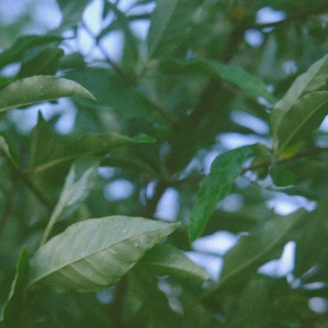 Lutes Jennings "Shimmer" — Tome to the Weather Machine