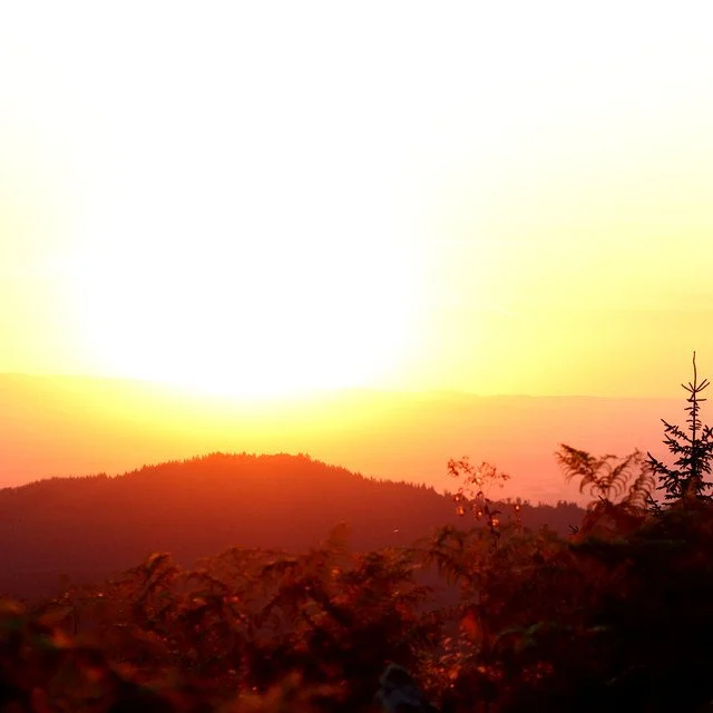 Matthias Schreiber "Breath of the Forest" — Tome to the Weather Machine