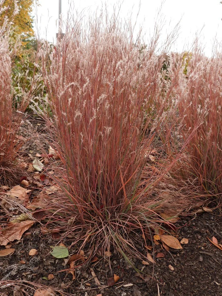 Schizachyrium scoparium 'Jazz'
