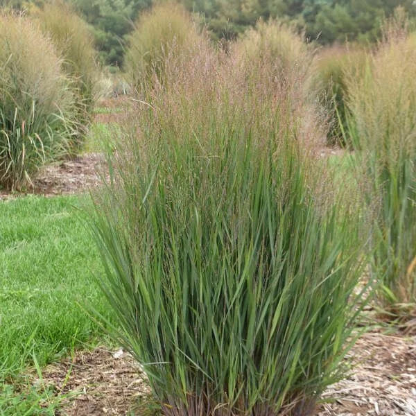 Panicum virgatum 'Half Pint'