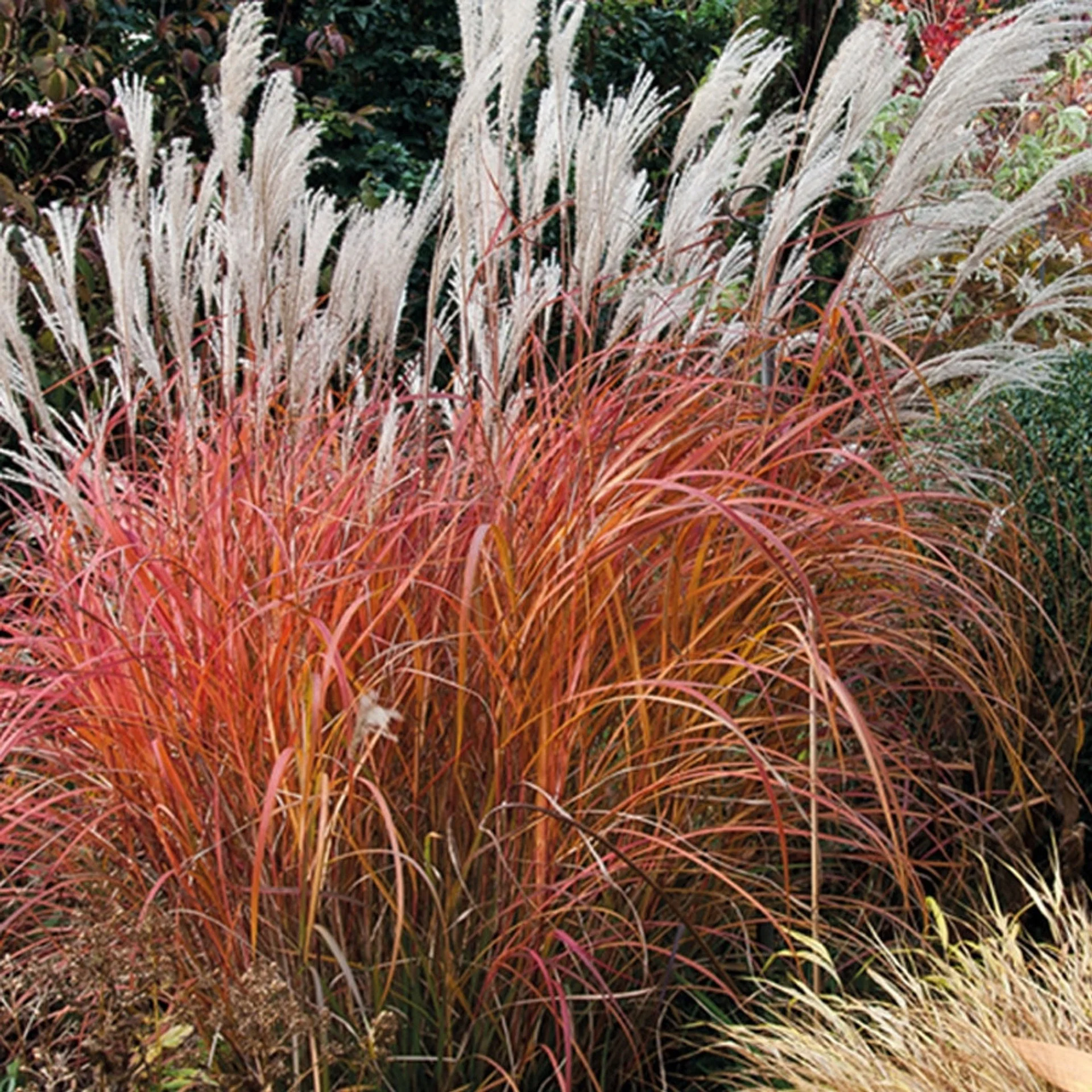 Miscanthus sinensis 'Fire Dragon' fall color