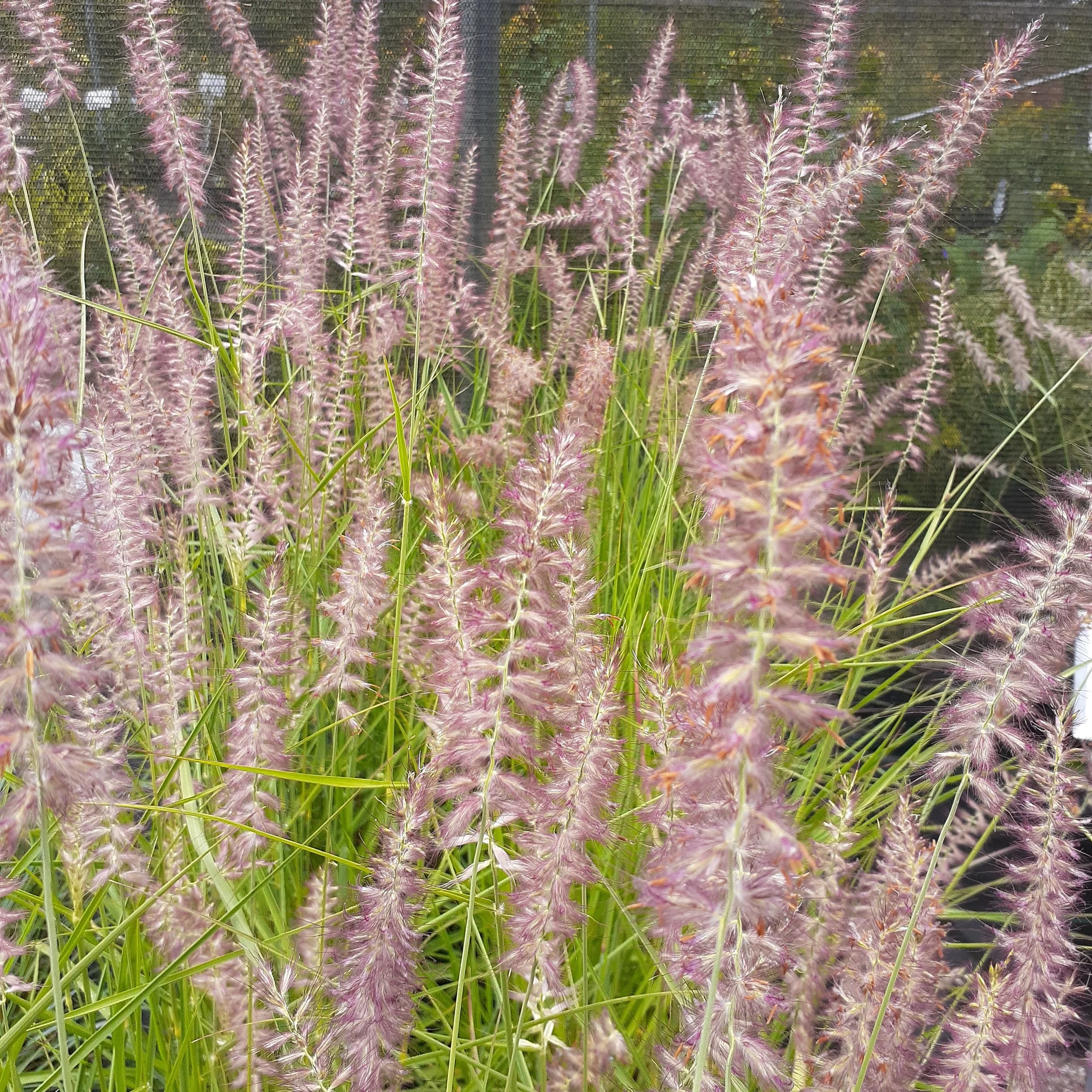 Pennisetum orientale 'Karley Rose'