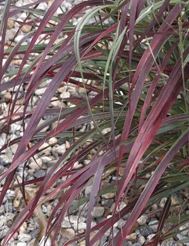 Panicum virgatum 'Ruby Ribbons'