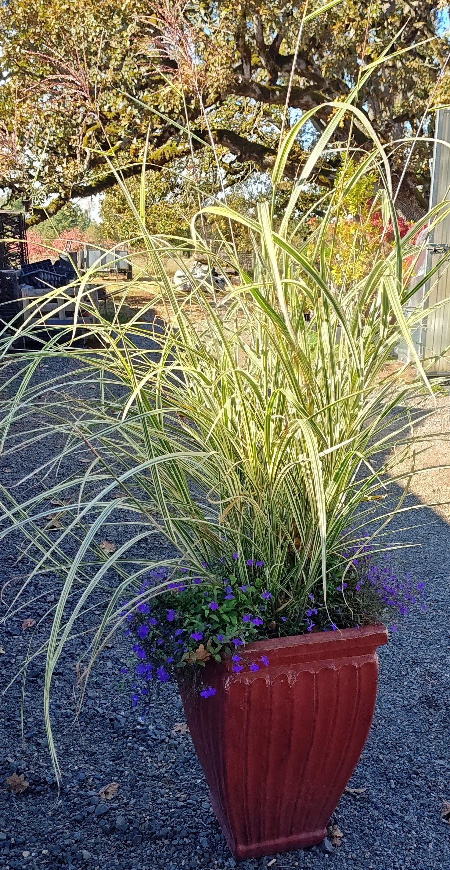 Miscanthus sinensis 'Rigoletto'
