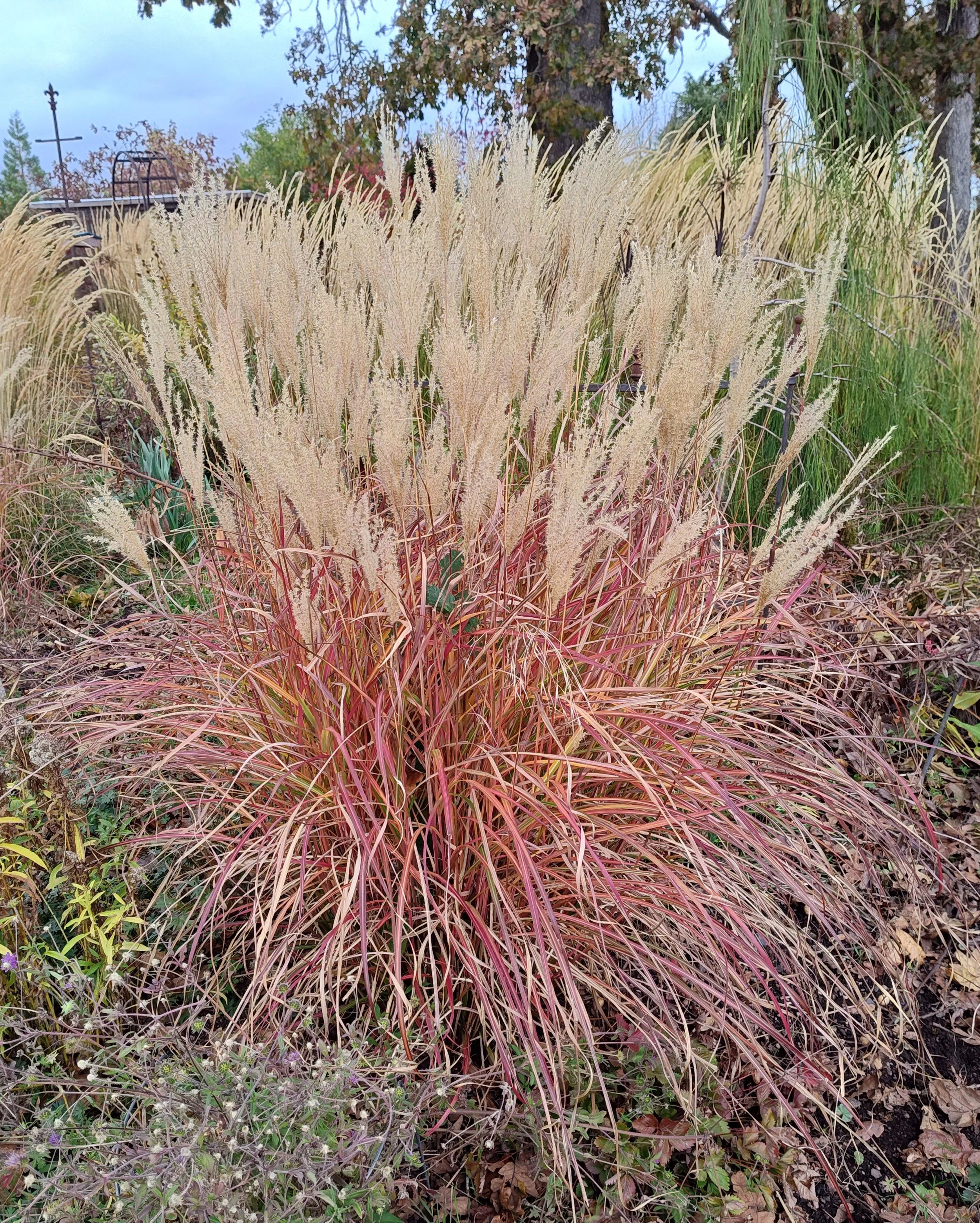 Miscanthus sinensis 'Little Miss' fall color