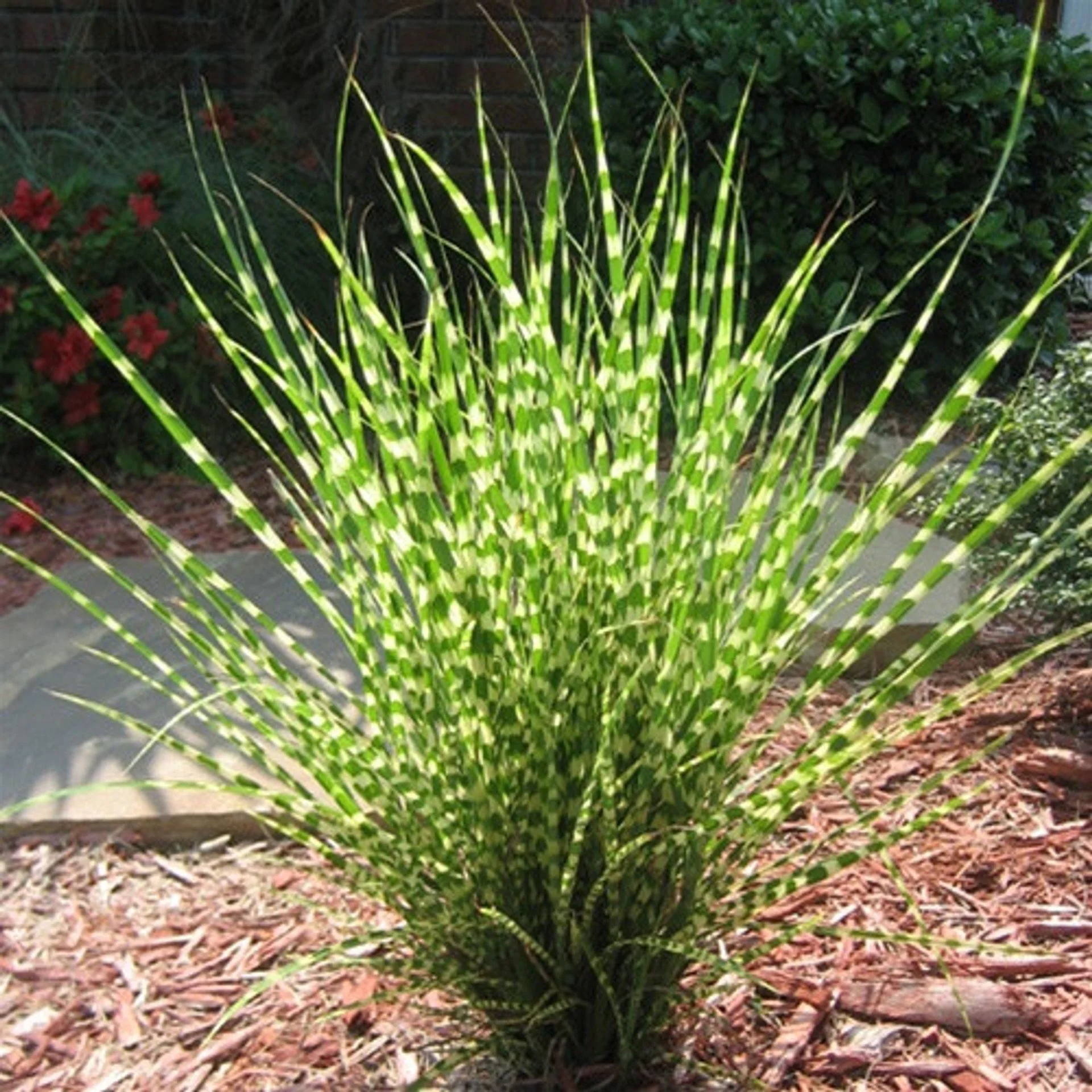 Miscanthus 'Gold Bar'