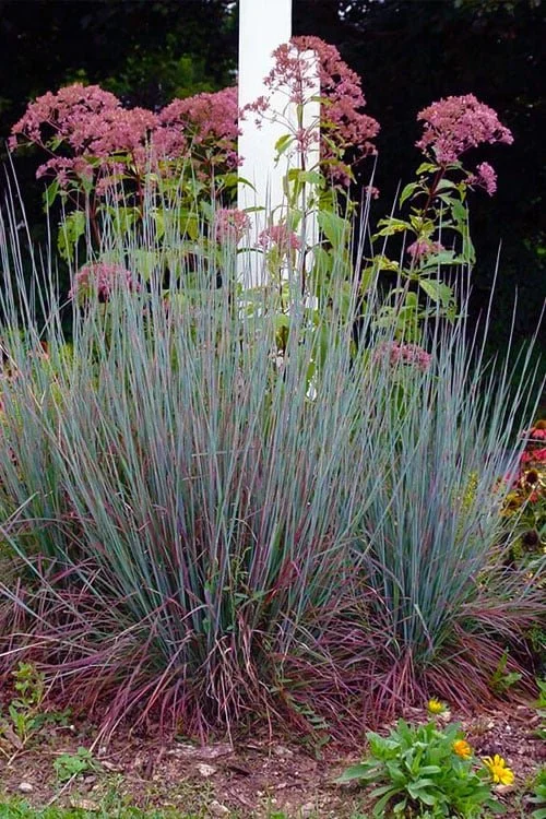 Schizachyrium scoparium 'Standing Ovation'