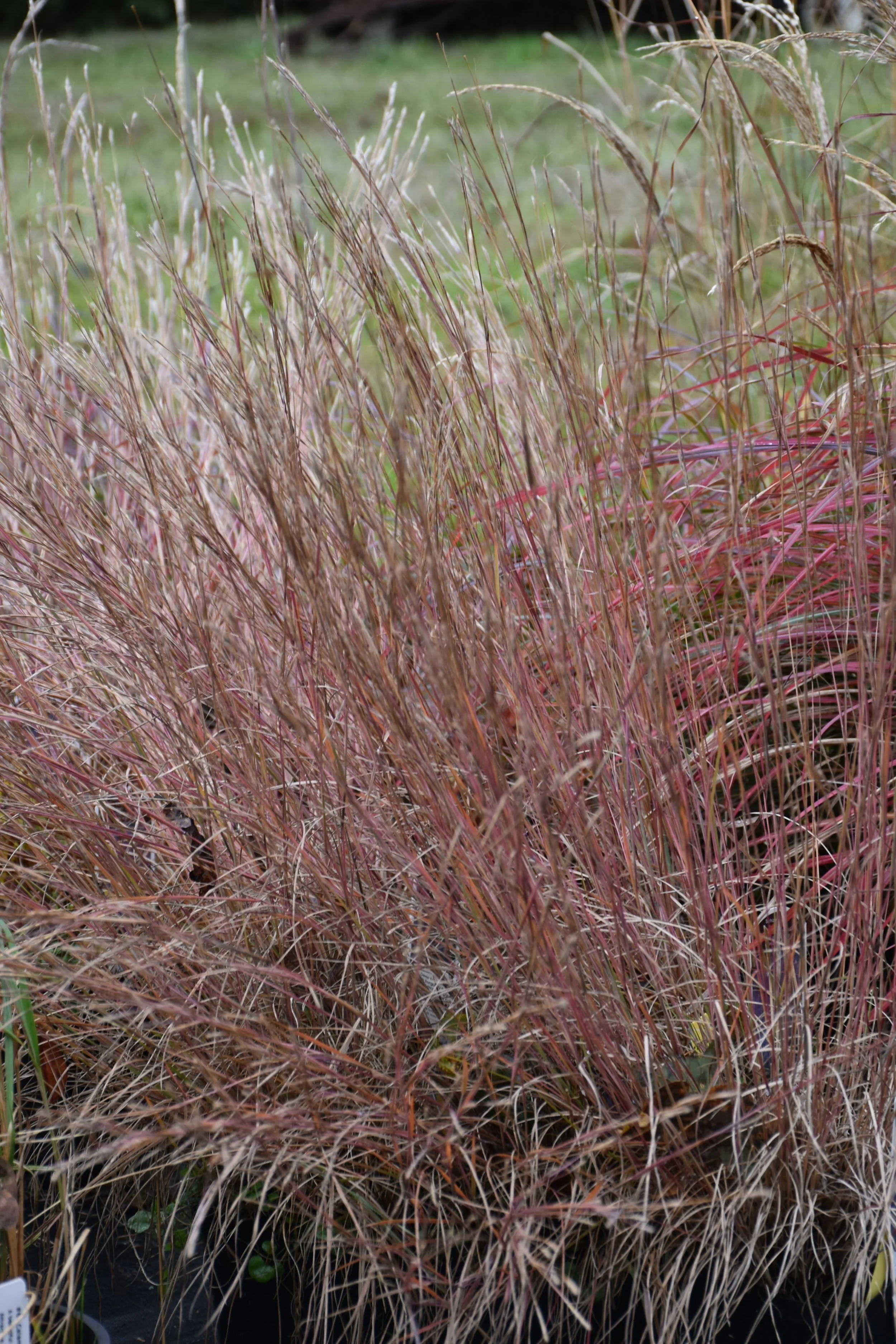 Schizachyrium scoparium 'Blue Heaven'