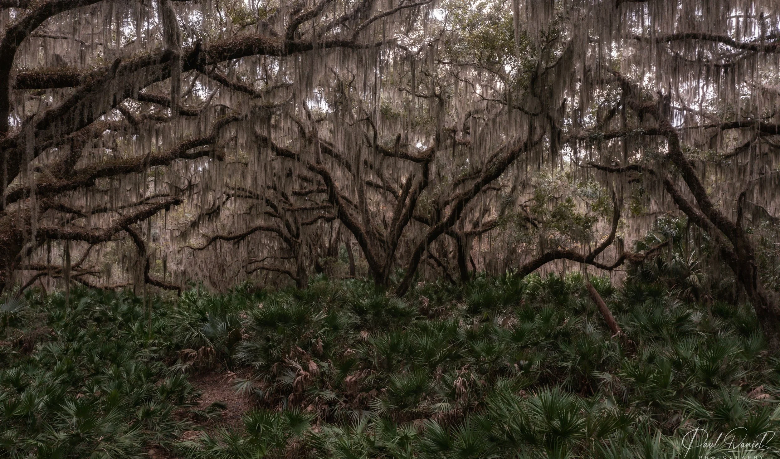 Blackbear-Island-Spanish-Moss