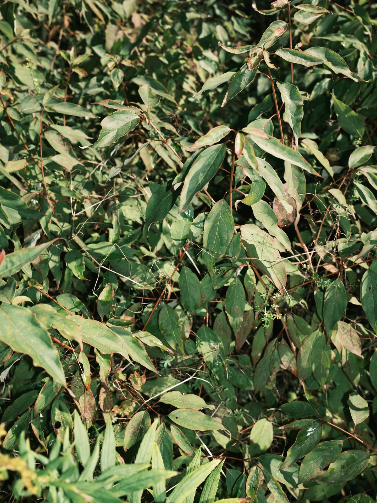 Outdoor_069.jpg