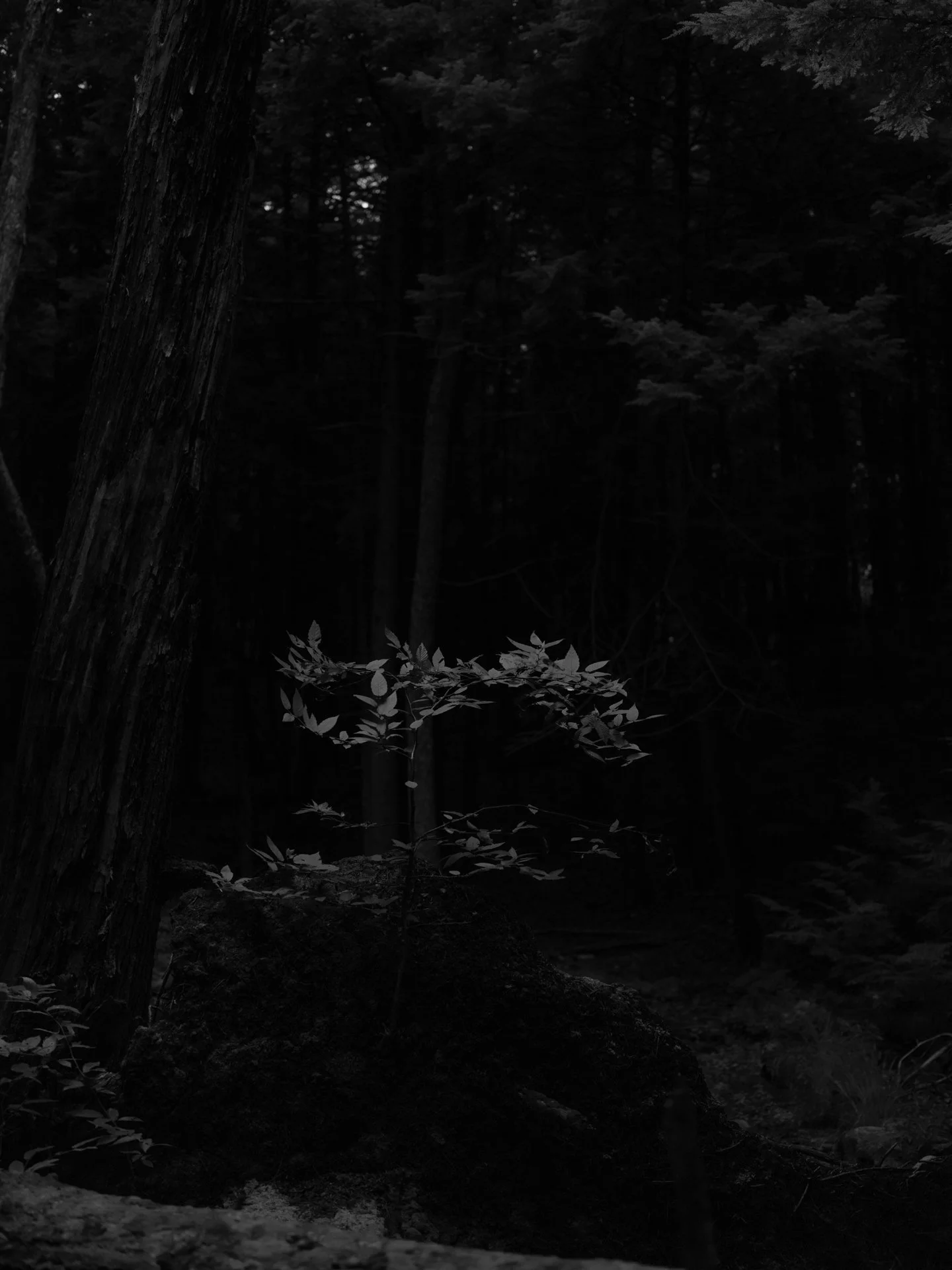 Outdoor_079.jpg