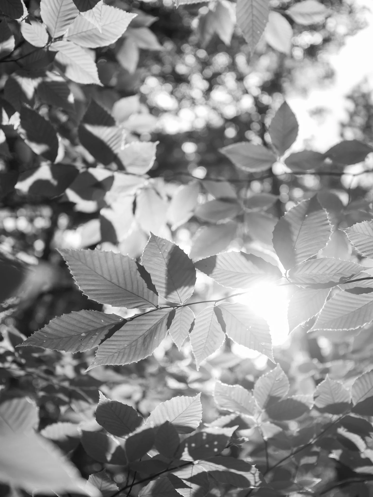Outdoor_052.jpg