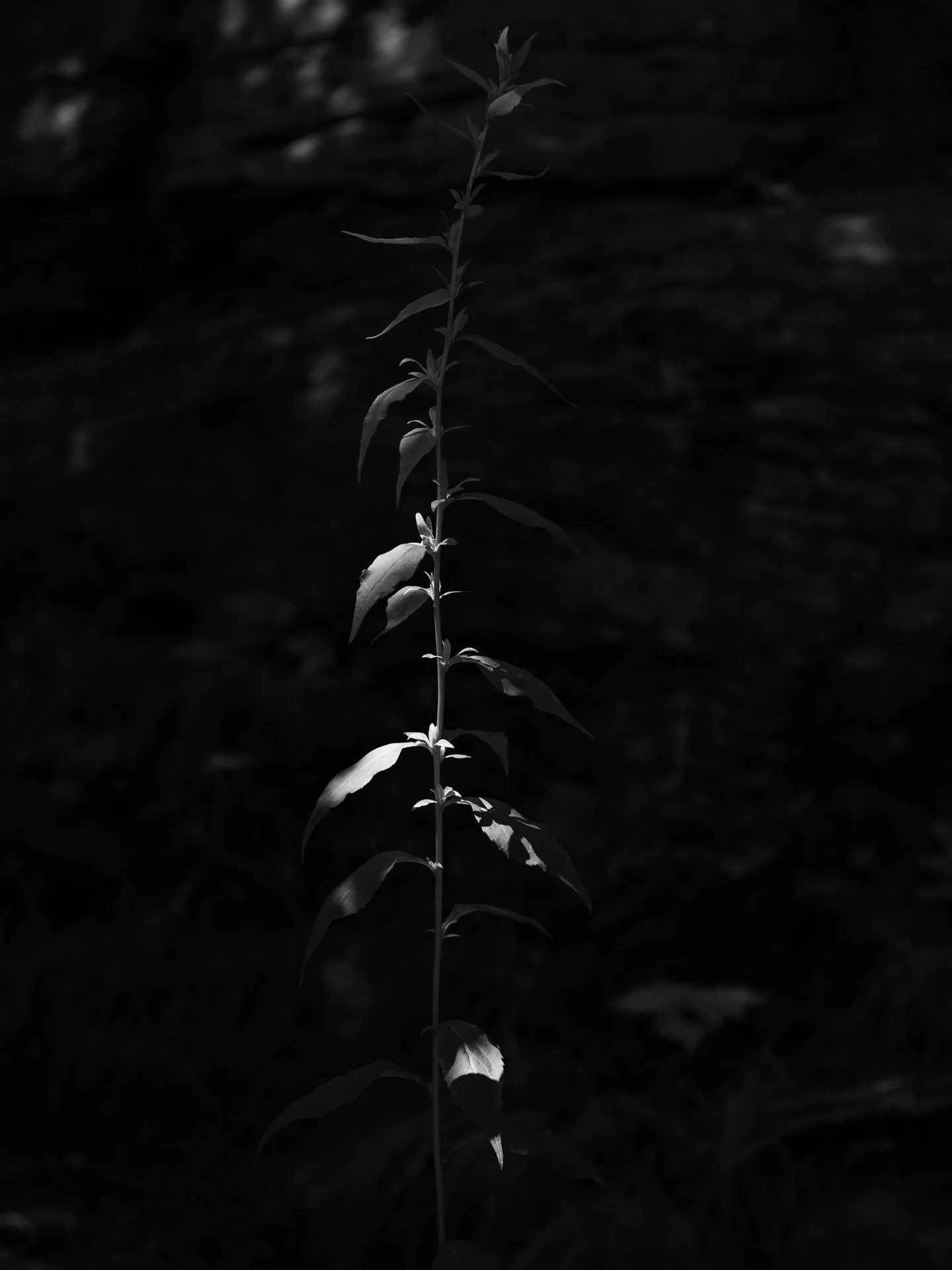 Outdoor_024.jpg