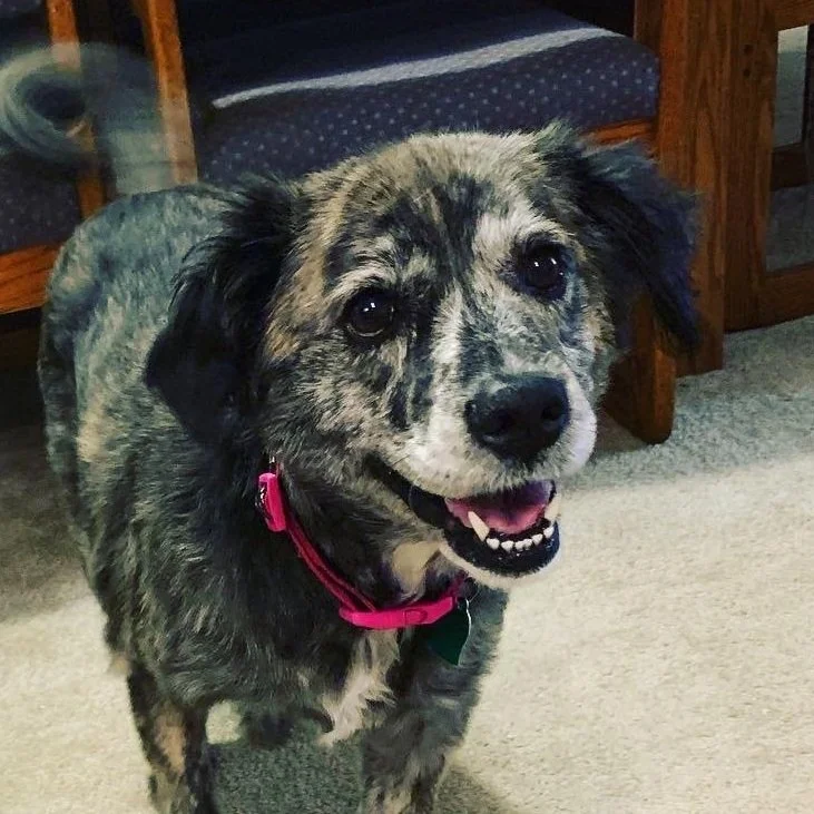 Dog Patient at Eaton Veterinary Clinic