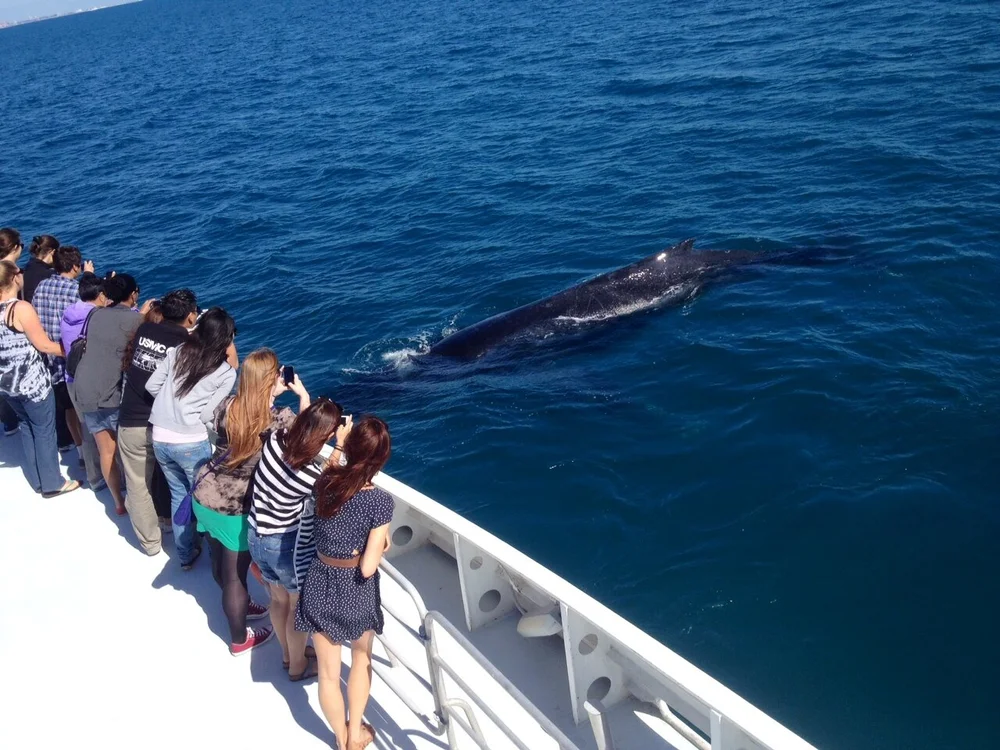 Whale watching tour departing Hillarys Boat Harbour