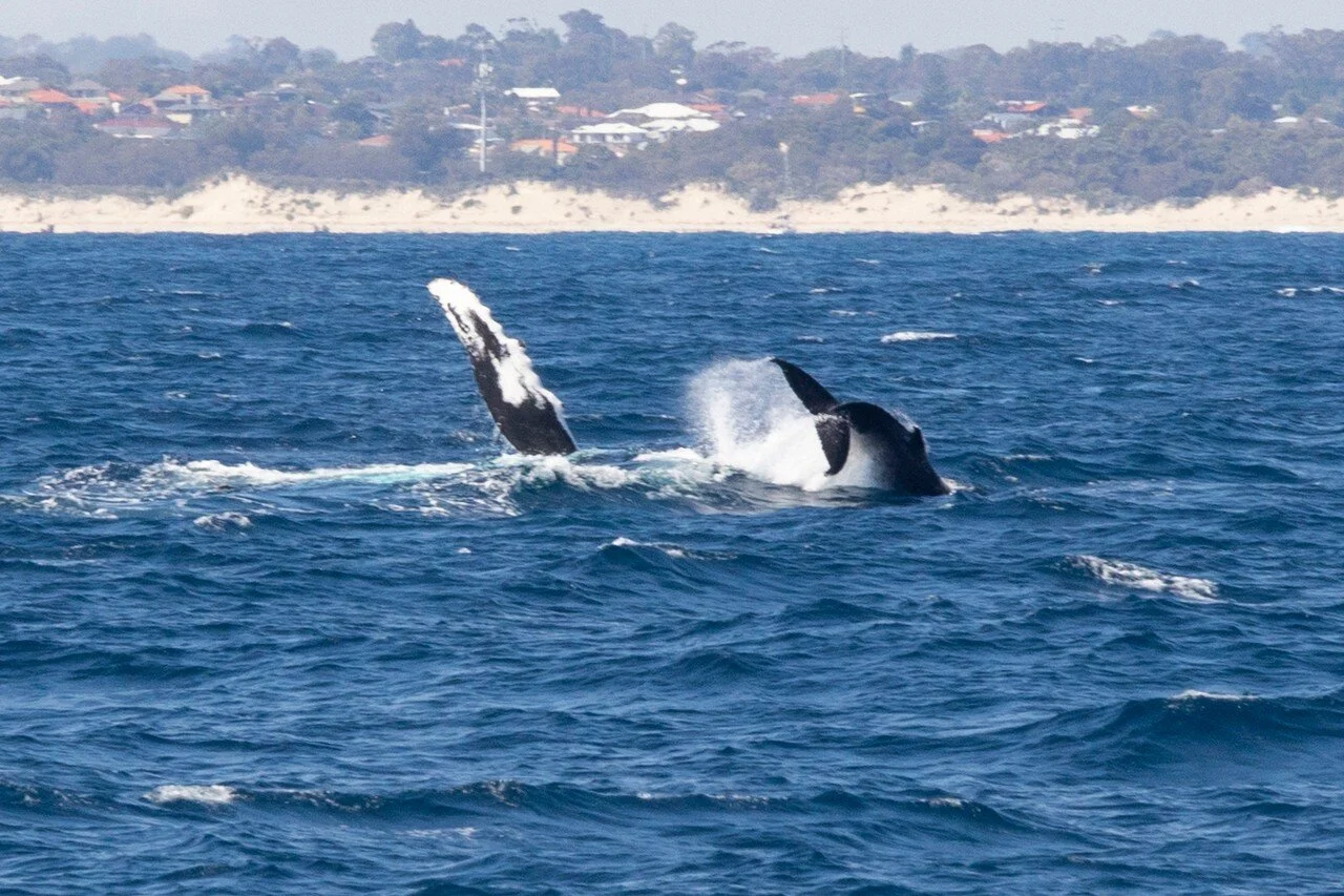 Out in the 'whale'derness