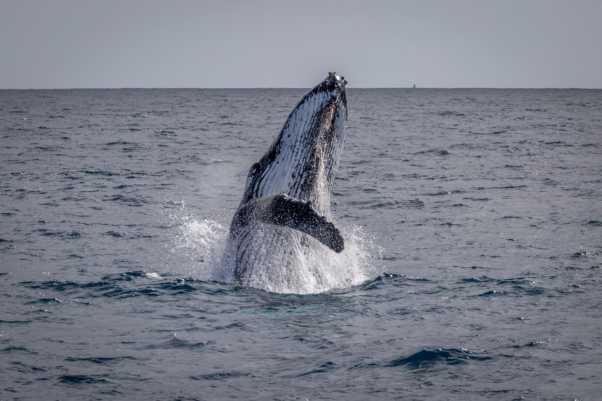 Humpback whale tail breaching near Perth, Western Australia
