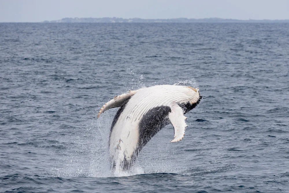 Humpback whales off the Western Australian coast