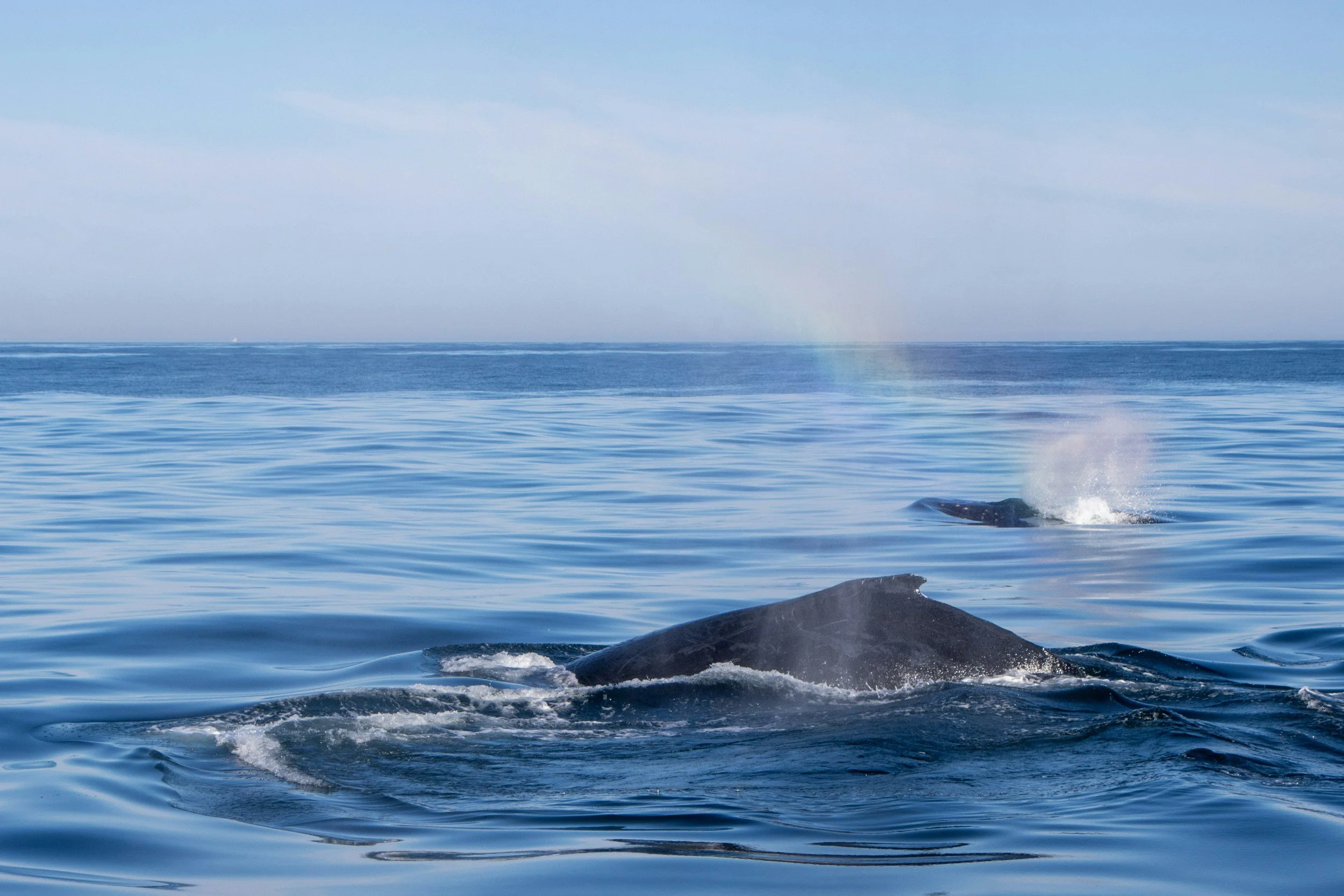 Exploring the Different Whale Species You Can Spot in Australia