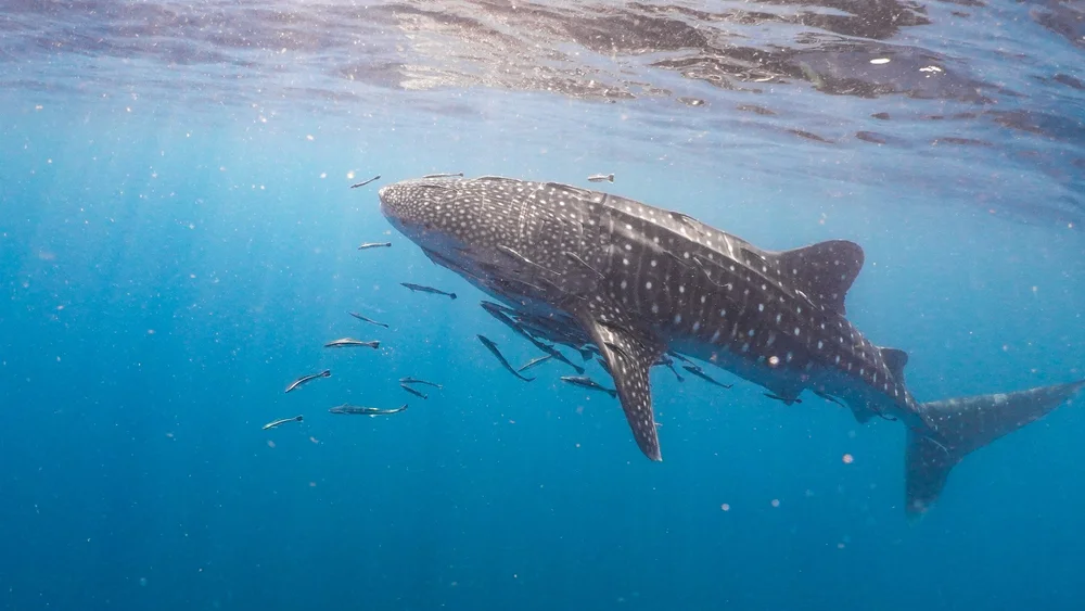 Whale shark swimming at Ningaloo Reef