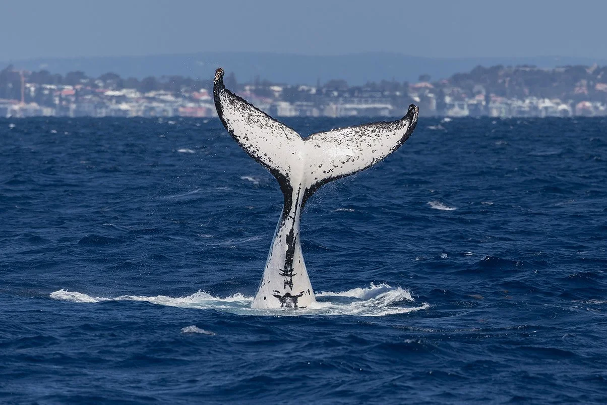 Humpback whale pectoral fin slap in Perth ocean waters