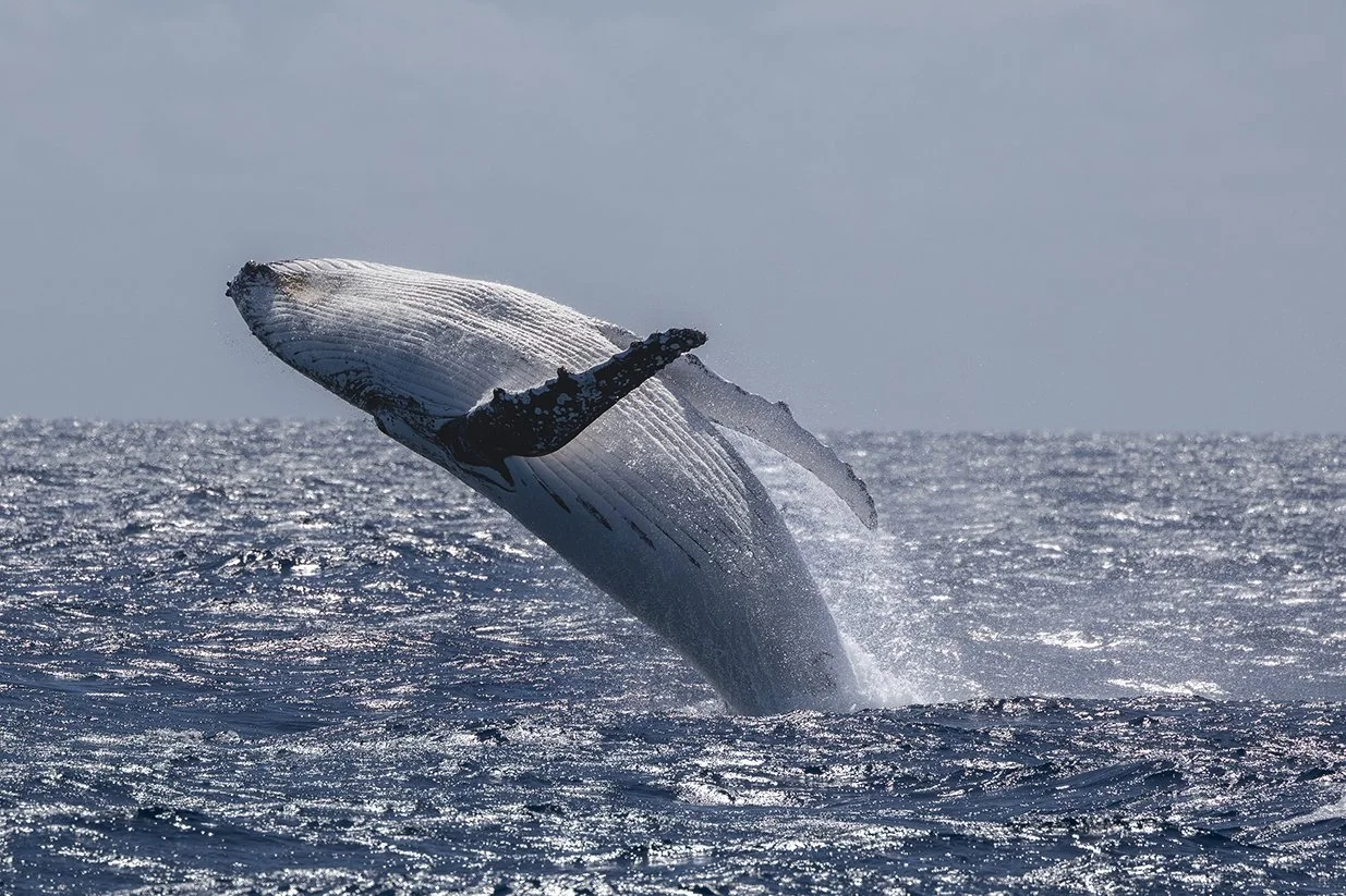 Whale watching Perth tour boat with humpback whale surfacing nearby