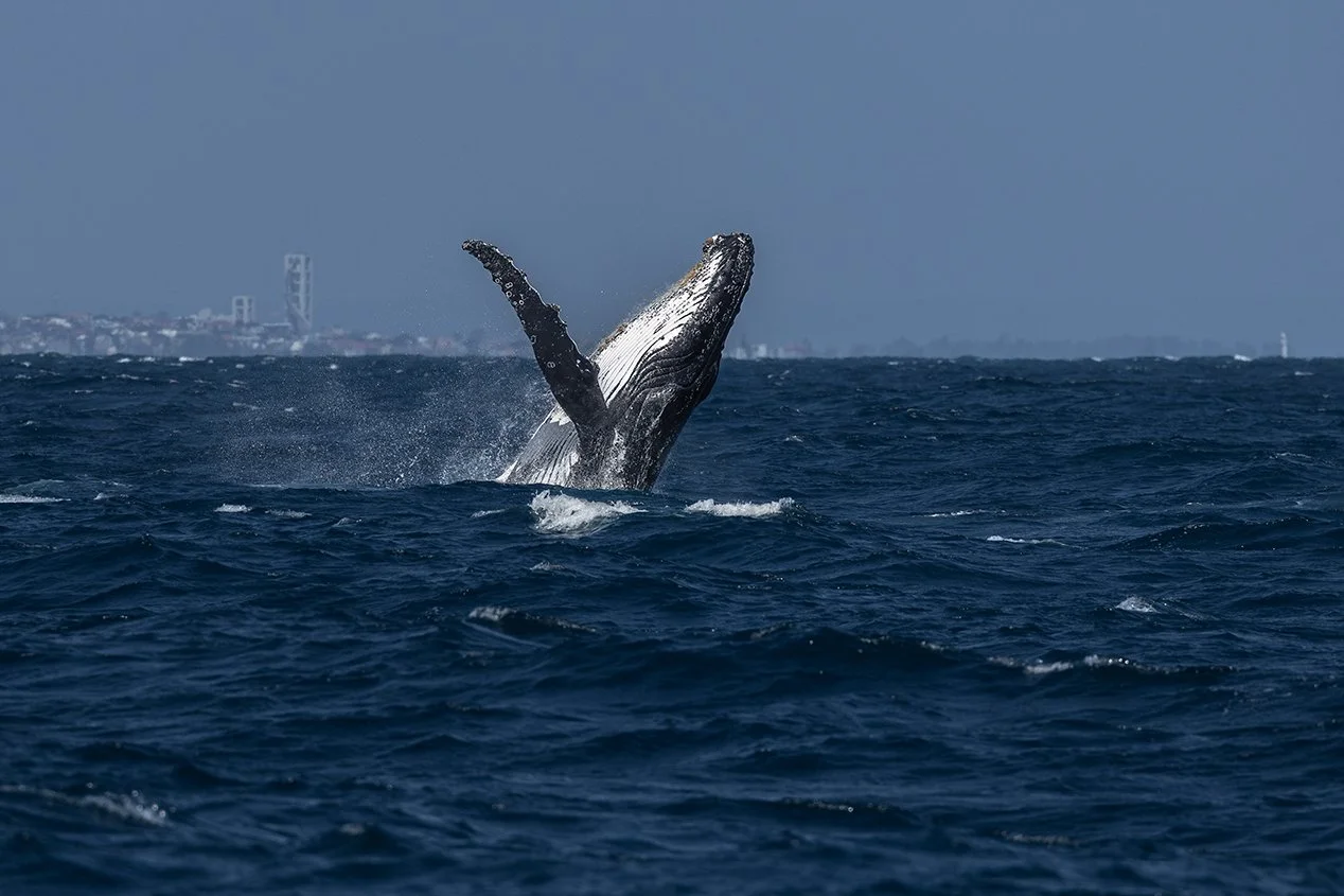 Whale watching tour boat viewing humpback whale in Perth waters
