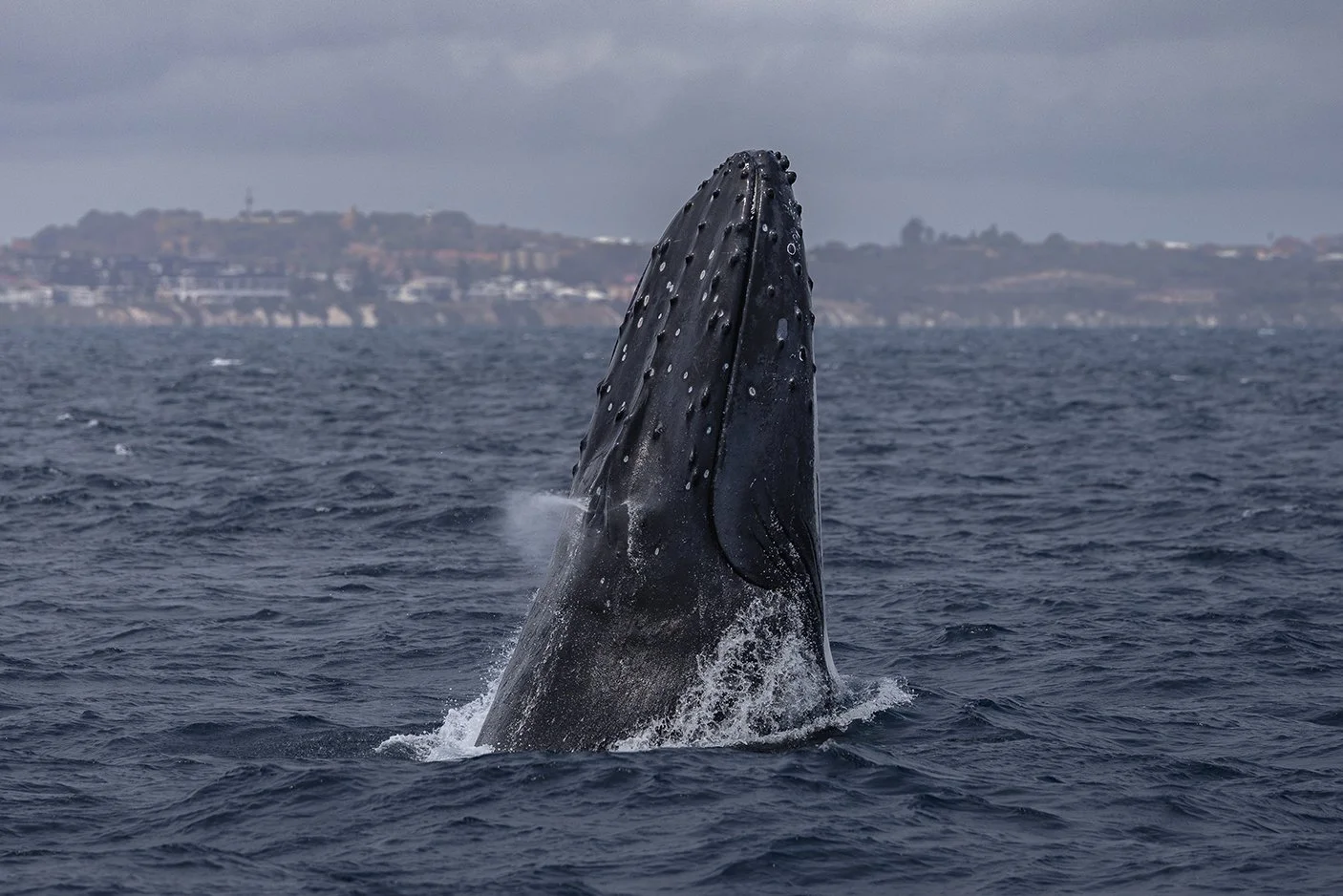 Humpback whale tail fluke seen on Perth whale watching cruise