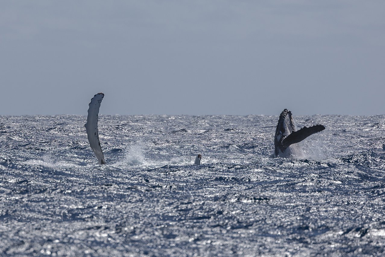Humpback whale breaching off the coast of Perth