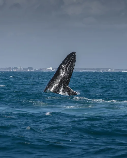 Whale splashing after breaching in Western Australian waters