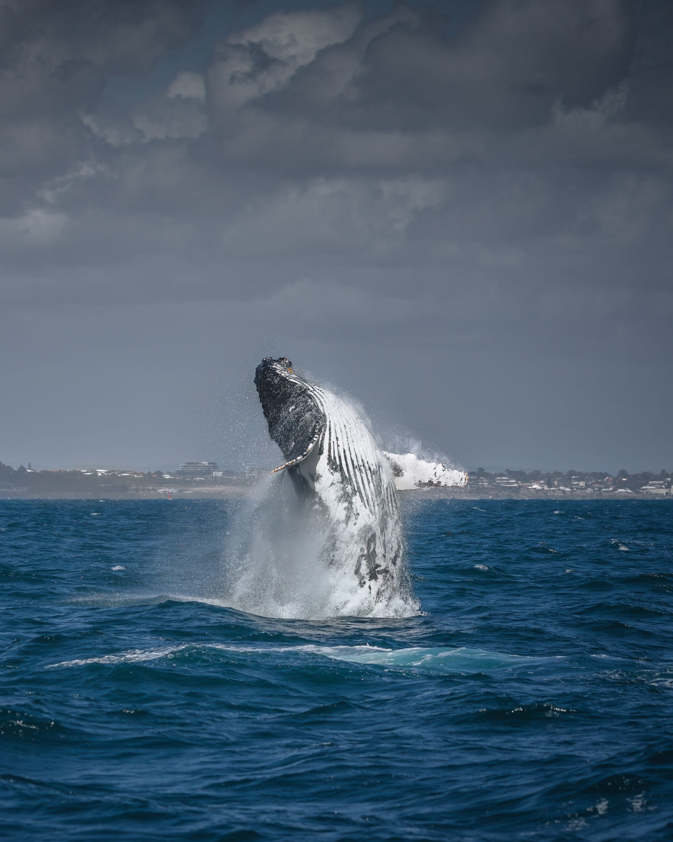 What a Season! 2025 Whale Watching Highlights
