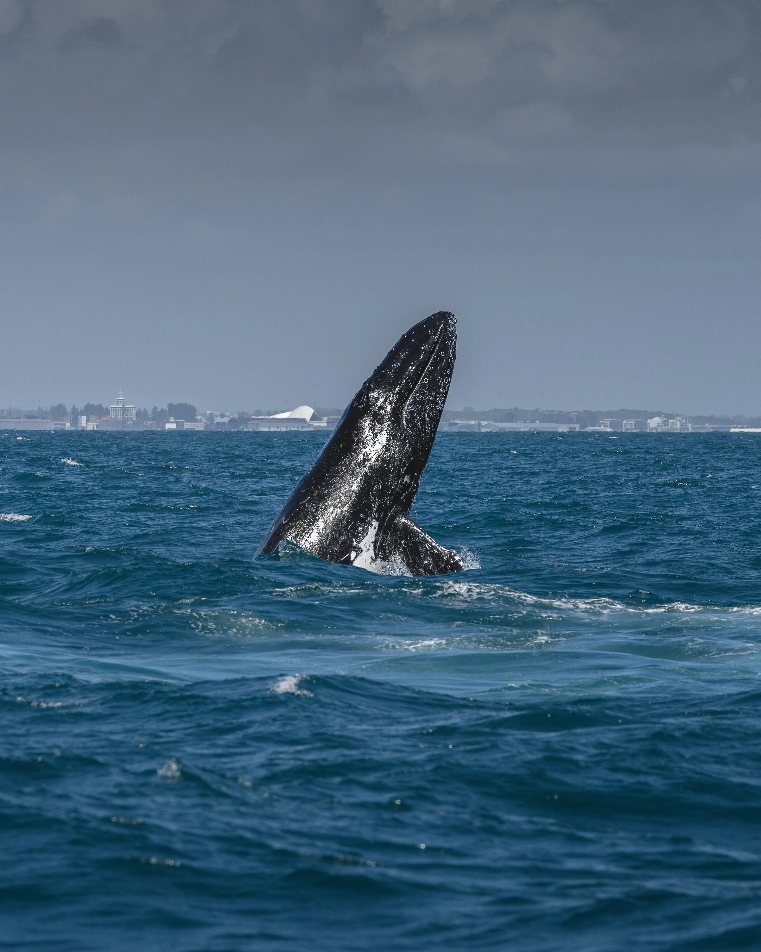 Whale Watching Perth Announces Daily Departures for 2026 Following Record Demand 