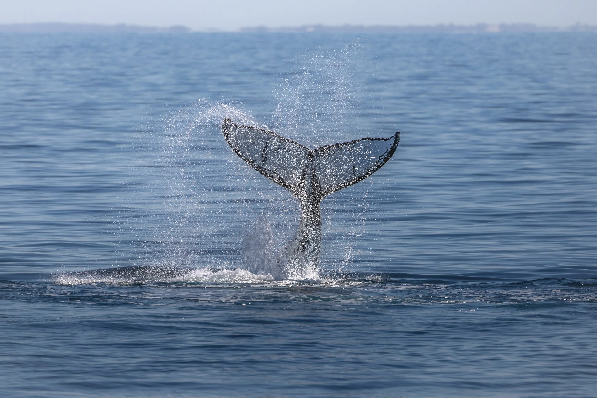 World Oceans Day: 10 Simple Ways You Can Help Protect Our Oceans