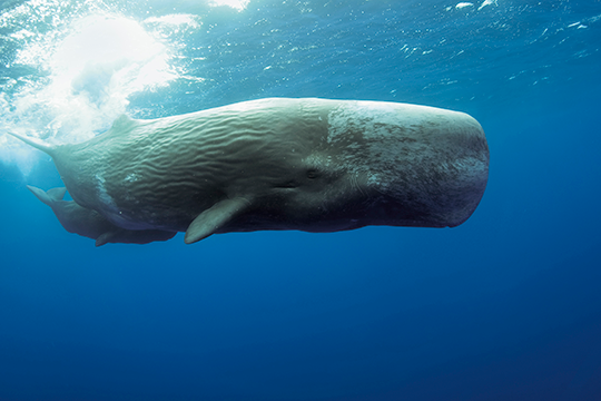 Sperm whale with its block-shaped head