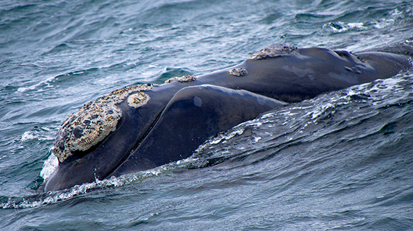 Southern right whale showing callosities on its head