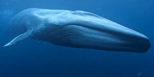 Blue whale surfacing in Australian waters