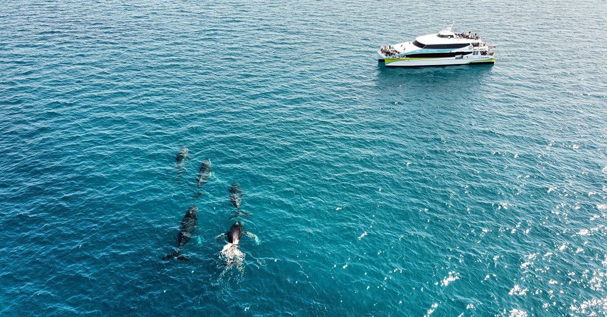 Perth’s Whale Season 2025 Has Begun - How &amp; Where to See Them