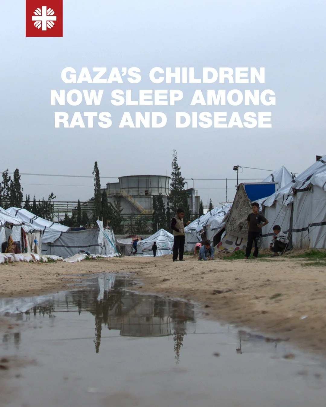 Caritas doctor in Gaza speaks out on a mounting health crisis caused by rodents 
