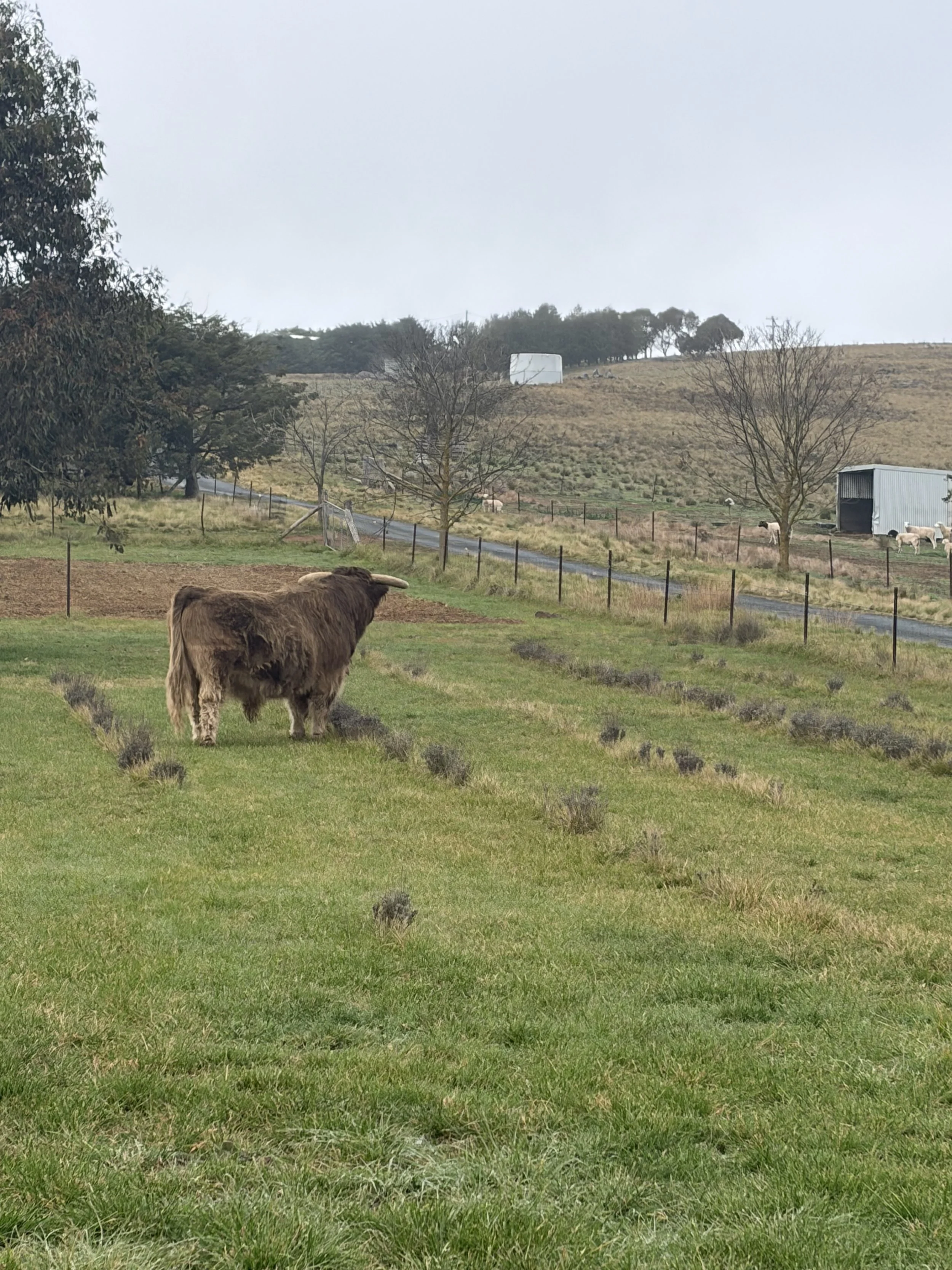 fergus our friendly highland bull, standing in lavender  paddock at panorama hills farm in bungendore, nsw. meet fergus during a farm experience enjoy farm tours seasonal strawberry picking  and lavender experiences
