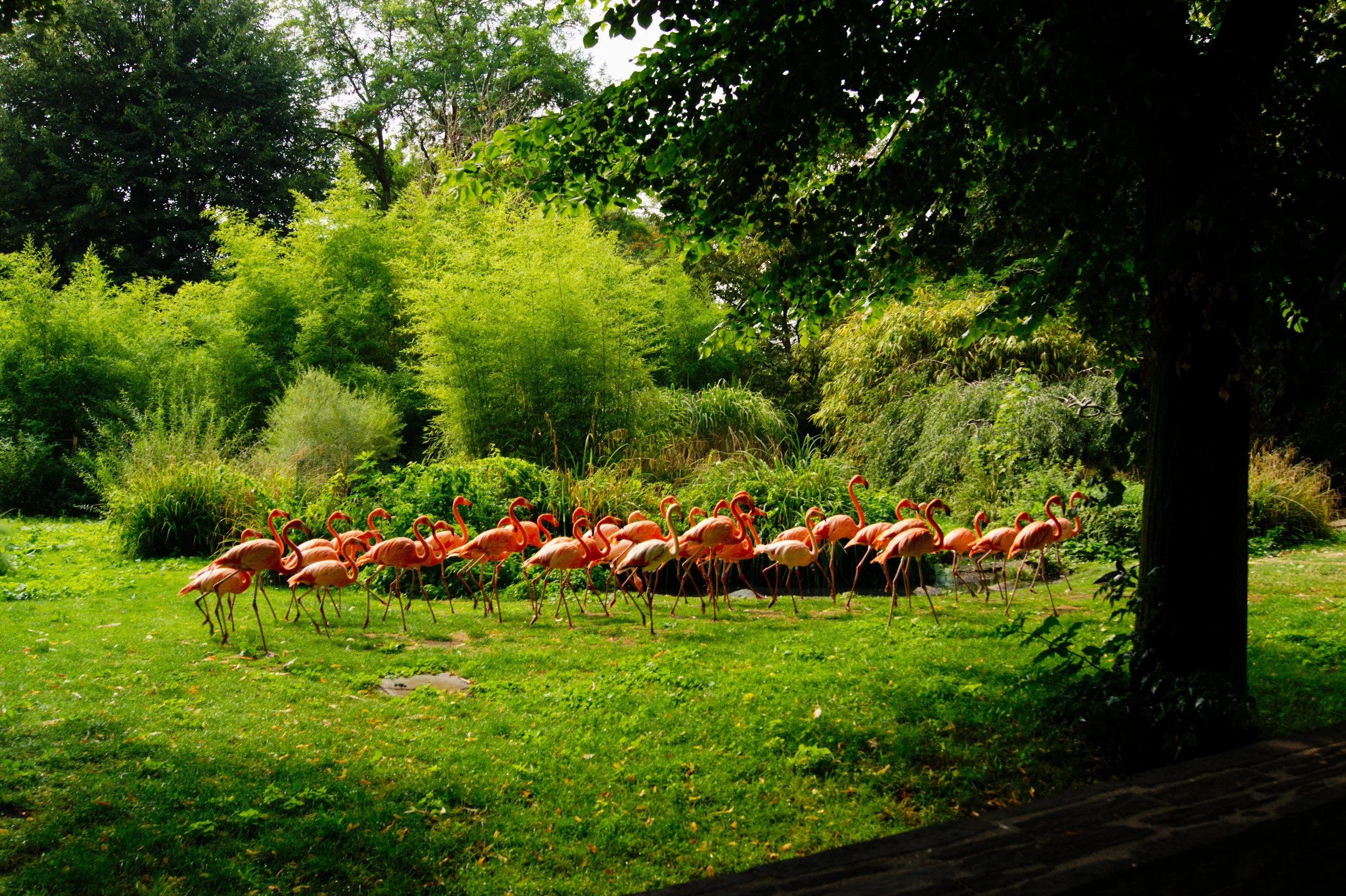 La Ménagerie du jardin des Plantes.
