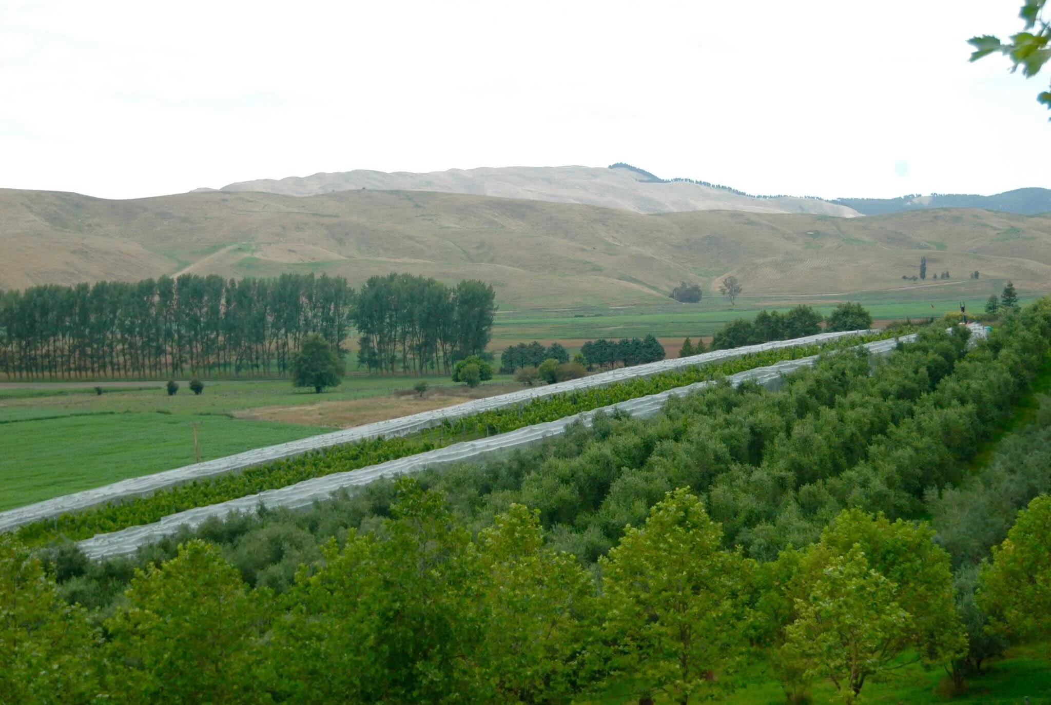 9 Chardonnay _ Olive Block.jpg