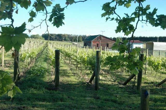 32 viognier block.jpg