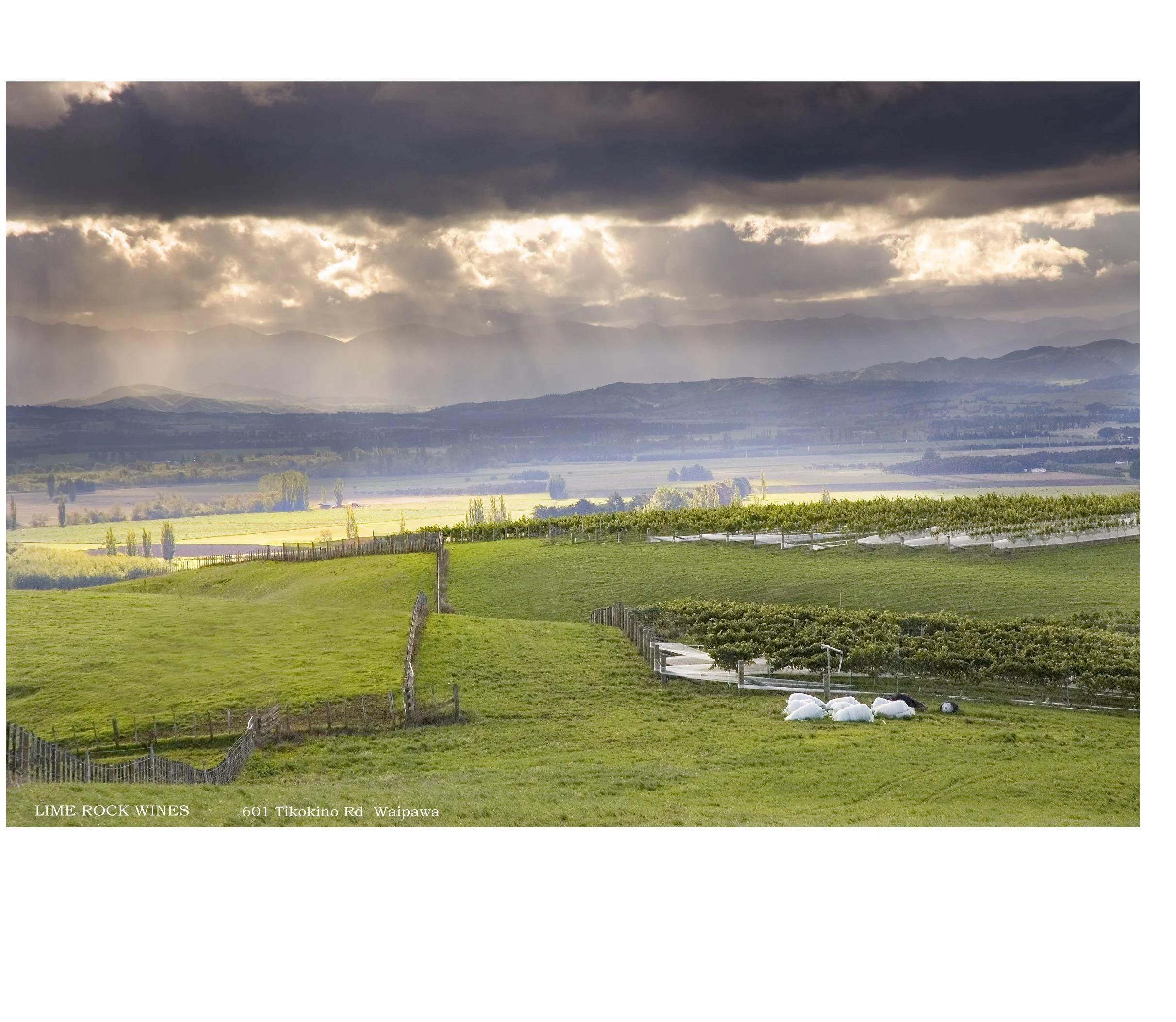 Misty Lime Rock Wines Vineyard