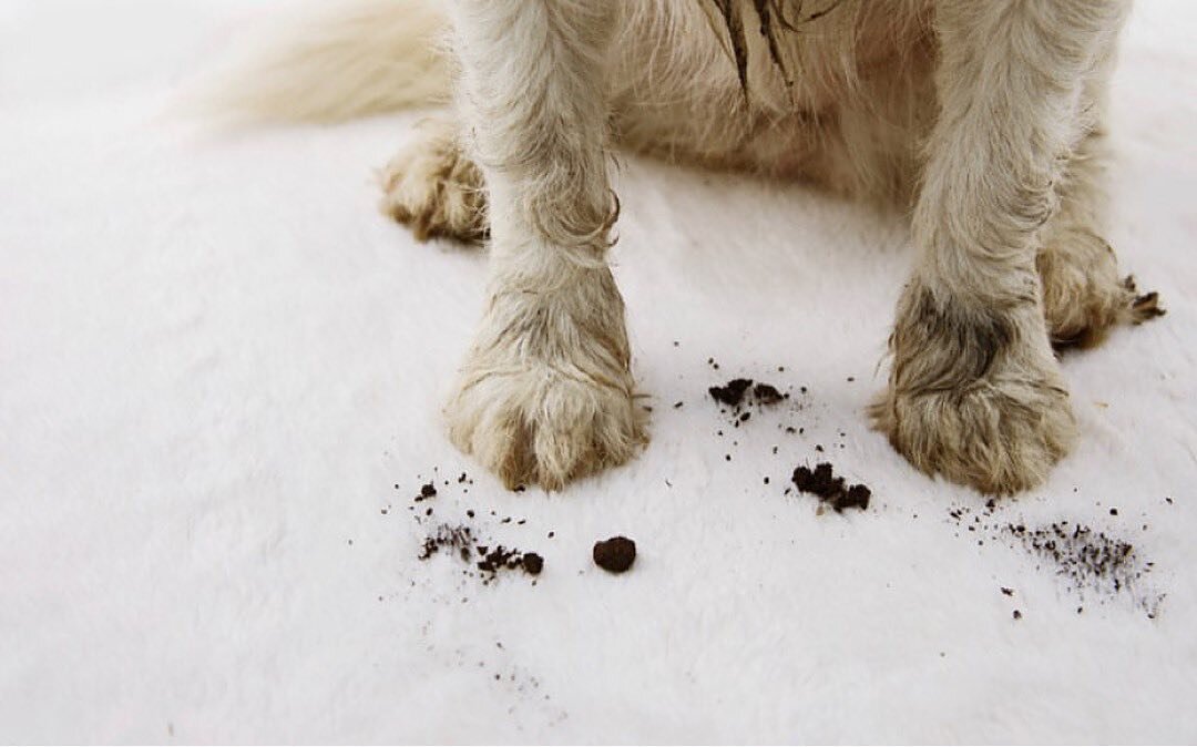 ▪️
NO PROBLEM. . .
Our RUGS love dirty dogs
🐶
take outside 
no scrubbing
no chemicals
high pressure water
🐶
INSTORE @empire.revival 
ONLINE
www.theshopfrontcollection.com.au
🐶
🐶
#rugs
#outdoorrugs
#dogfriendly
#ruglove
#easyclean
#outdoorentertai