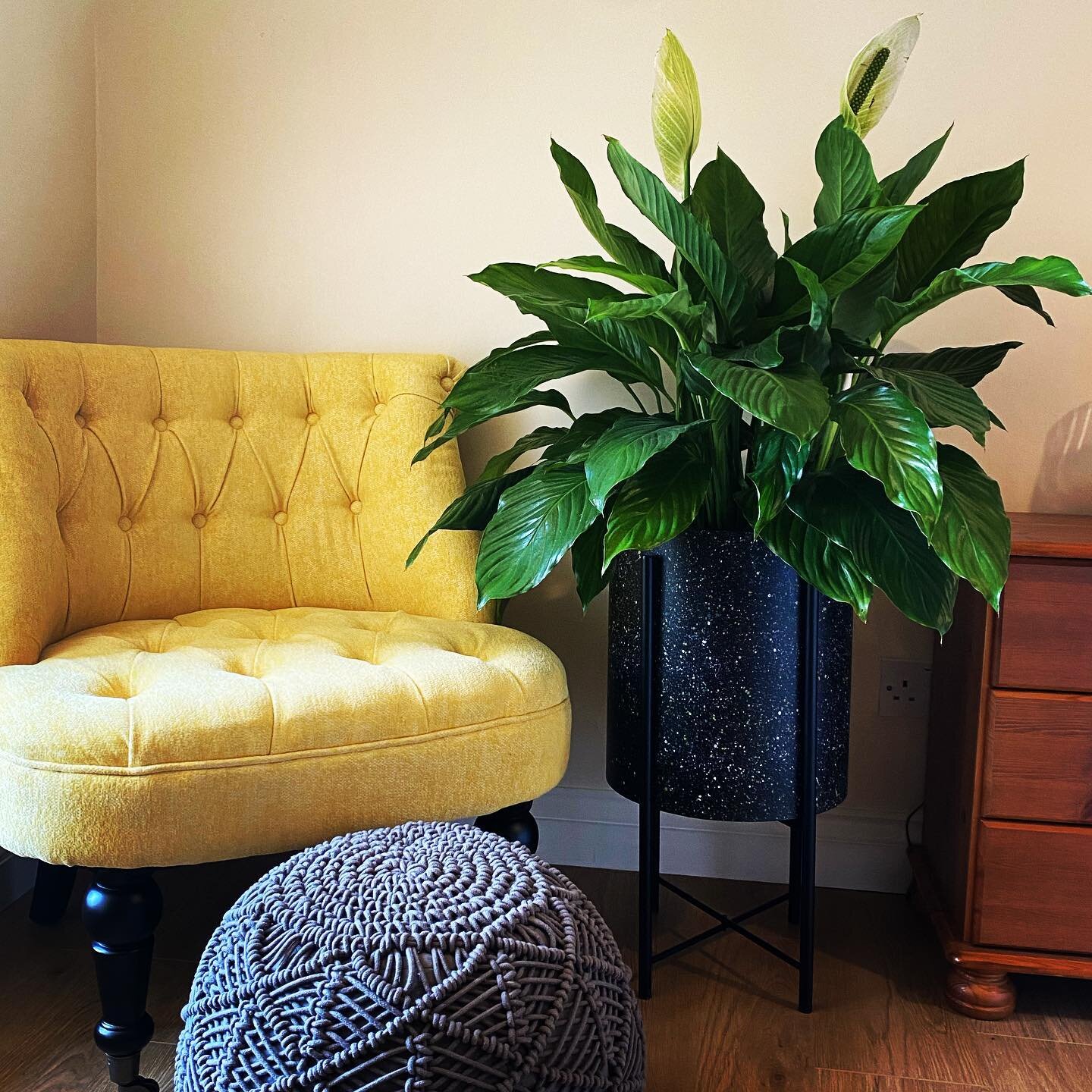 .
P E R C Y  T H E  P I E C E  L I L Y
.
We love a house plant, our first and biggest in the cottages is Percy. It was Love at first sight we just had to have him so he came home with us and now lives pride of place in the sun room of the Middleton c